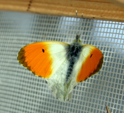 Männchen mit orangen Vorderflügeln